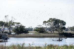 Duck hunting season opens
