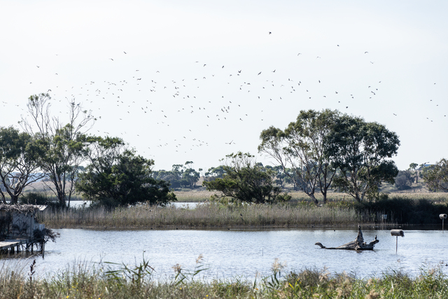 Duck hunting season opens