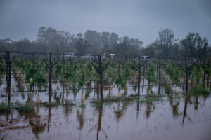 Grapes wither on the vine as rain risks harvest