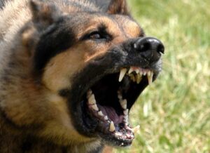 Responsible pet ownership campaign