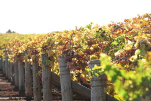 Council rejects industry rate relief plea