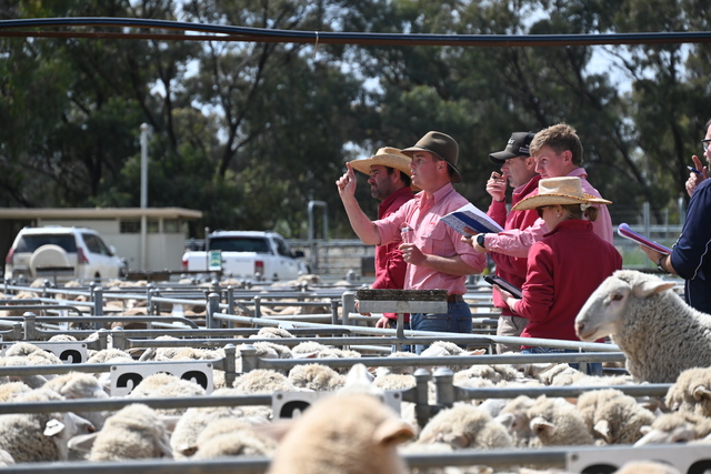 Saleyard turns profit